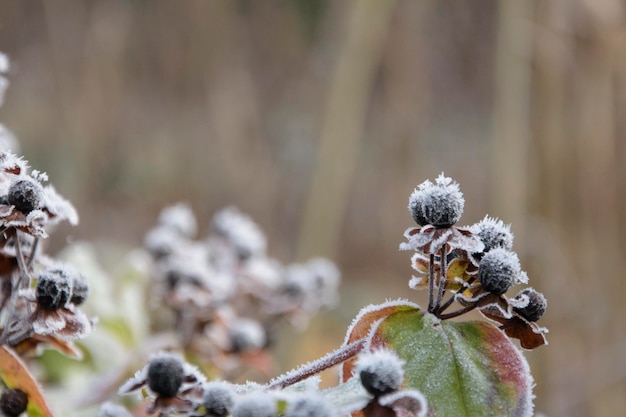 Close-up of frosted berries