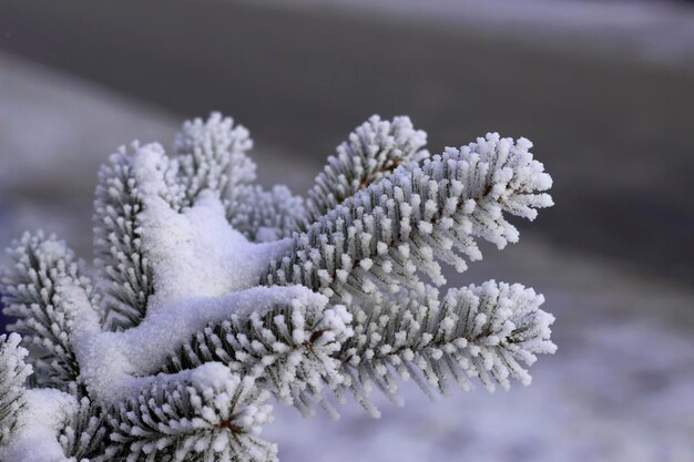 Close up of frosted fir branch with snow
