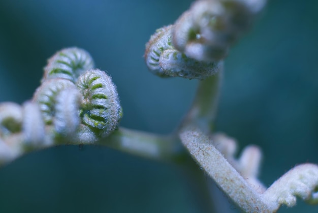 Photo close-up of frosted plant