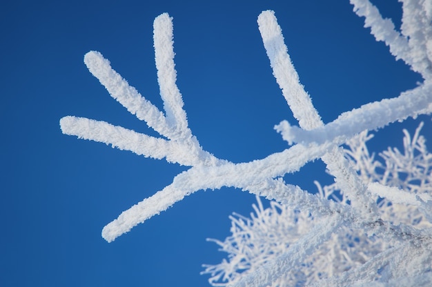 Close-up frosty branches of the winter trees against the blue sky. Winter background