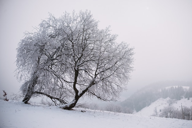 Close up on froze  tree in the mountain