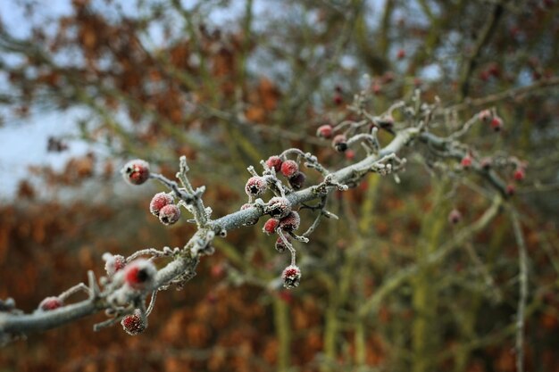 Photo close-up of frozen berries on branch