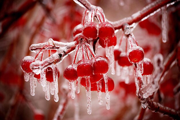 Close-up of frozen berries hanging on tree