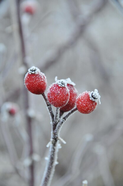 Photo close-up of frozen berries on tree