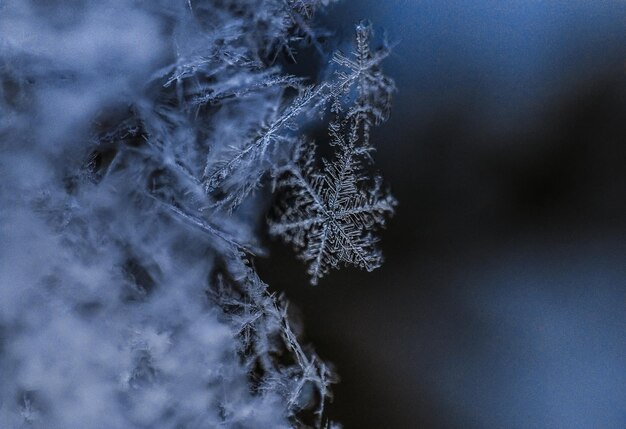 Photo close-up of frozen branch