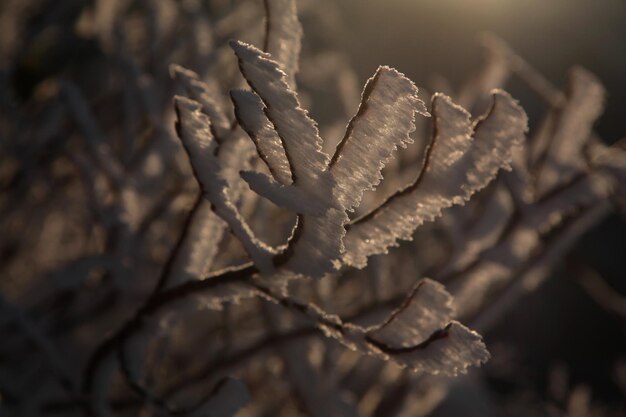 Photo close-up of frozen branches