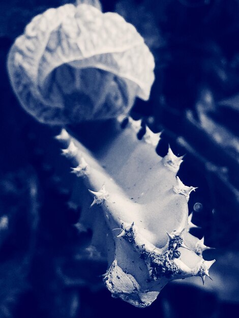 Close-up of frozen christmas tree during winter