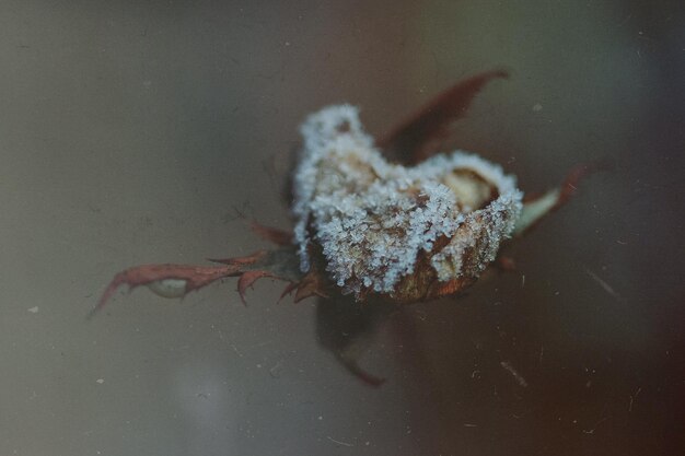 Foto prossimo piano di un bocciolo di fiore congelato