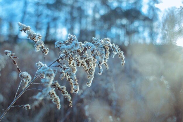 Photo close-up of frozen flower tree during winter