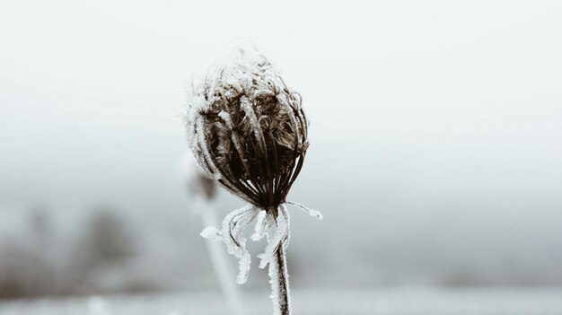 Photo close-up of frozen flower