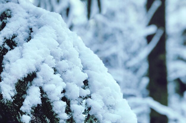 Close-up of frozen frost