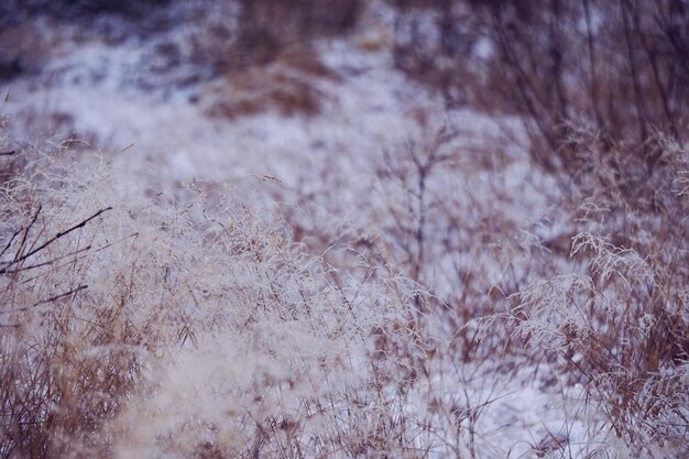 Close up of frozen grass during winter