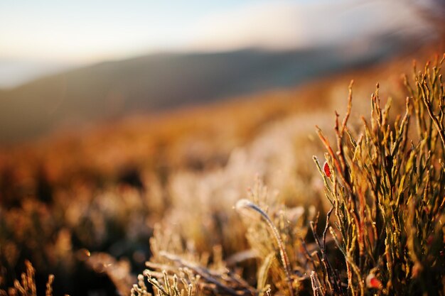 Close up of frozen grass on mountains on sun lights