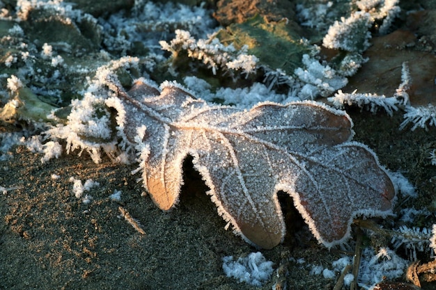 Photo close-up of frozen leaf