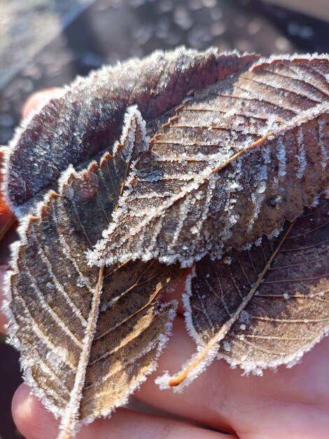 Close up of frozen leafs