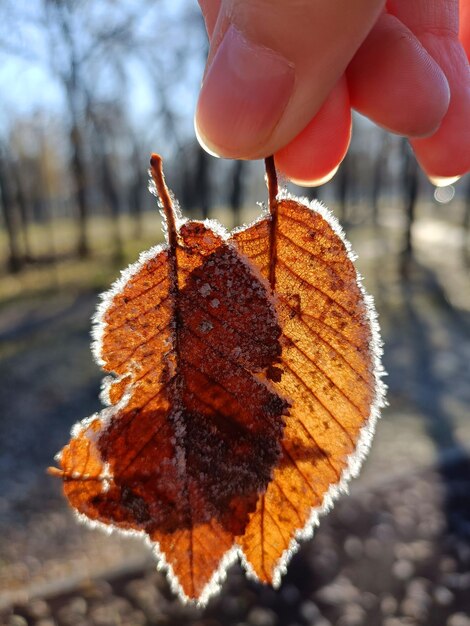 Close up of frozen leafs