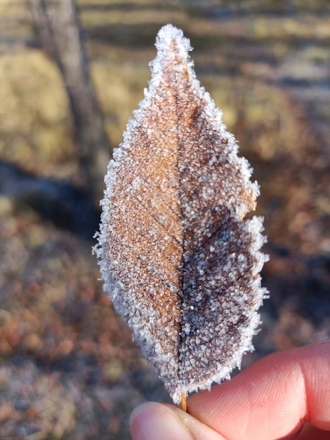 Close up of frozen leafs