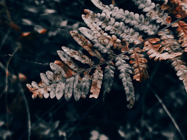 Photo close-up of frozen leaves on tree during winter