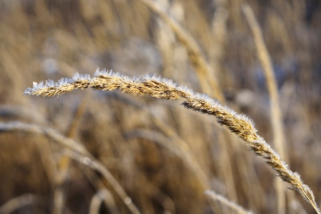 Close up of frozen pampas grass with snow and ice in winter da