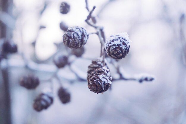 Close-up of frozen pine cone