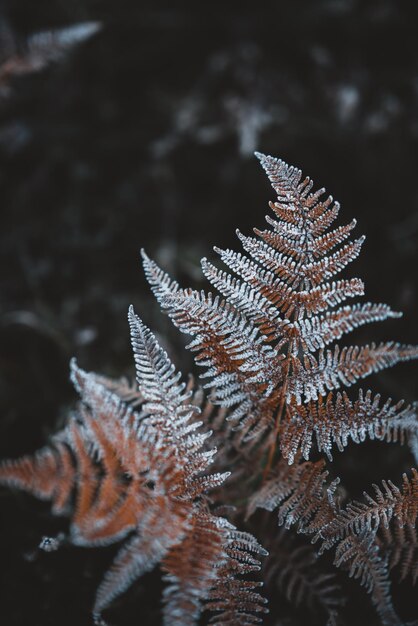 Photo close-up of frozen pine tree at night