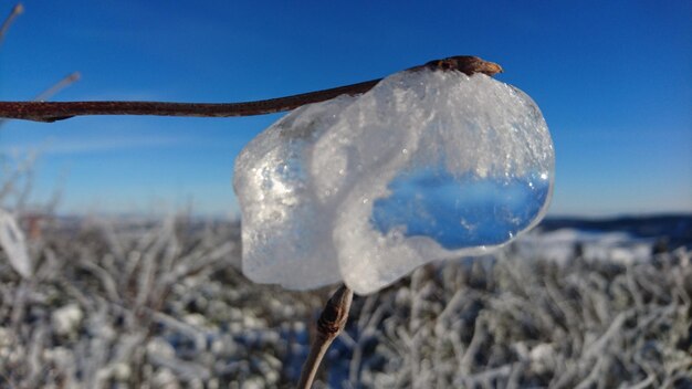 Close-up of frozen plant against sky