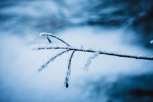 Close-up of frozen plant against sky