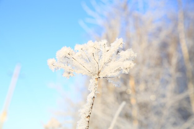 Close-up of frozen plant against sky