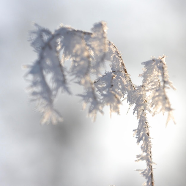 Photo close-up of frozen plant against sky