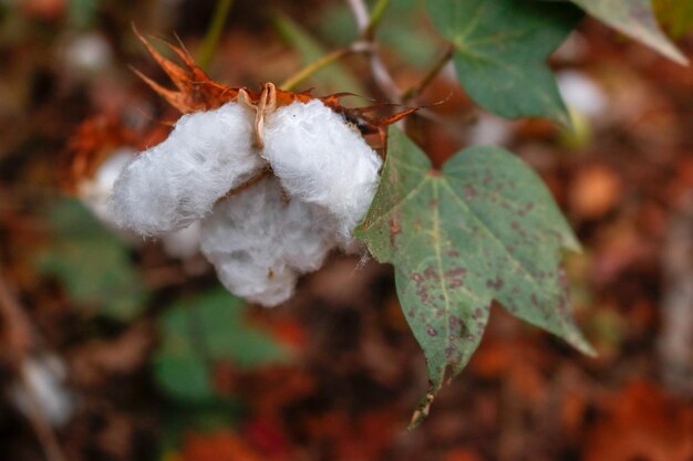 Close-up of frozen plant during winter