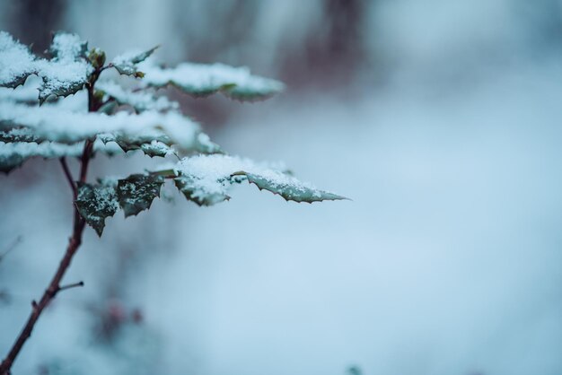 Close-up of frozen plant during winter