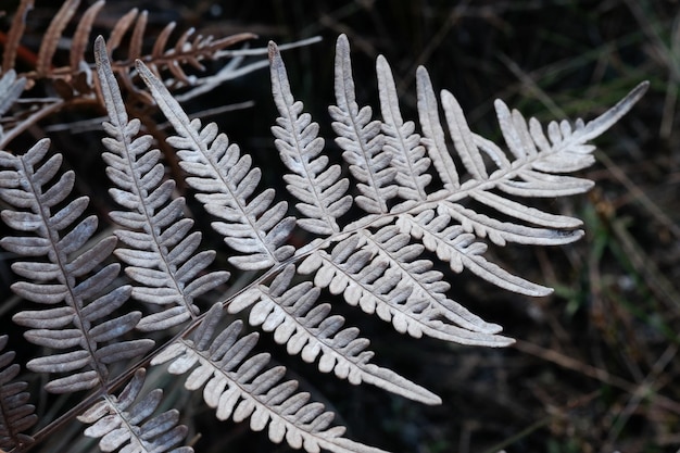 Photo close-up of frozen plant during winter