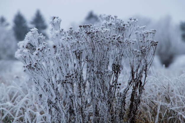 Close-up of frozen plant on field during winter