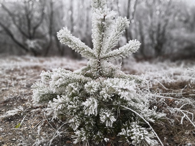 Close-up of frozen plant on field during winter