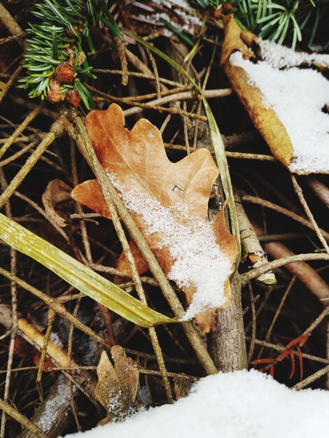 Close-up of frozen plant on field