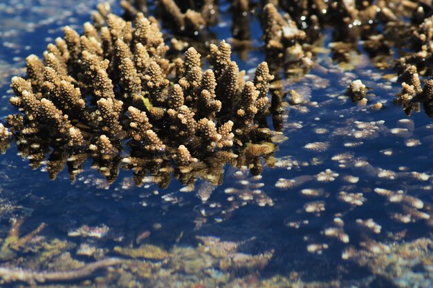 Foto prossimo piano della pianta congelata a terra