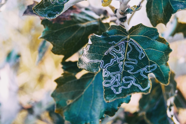 Photo close-up of frozen plant leaves during winter