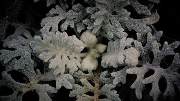 Photo close-up of frozen plant at night during winter