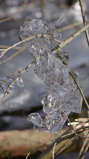 Photo close-up of frozen plant