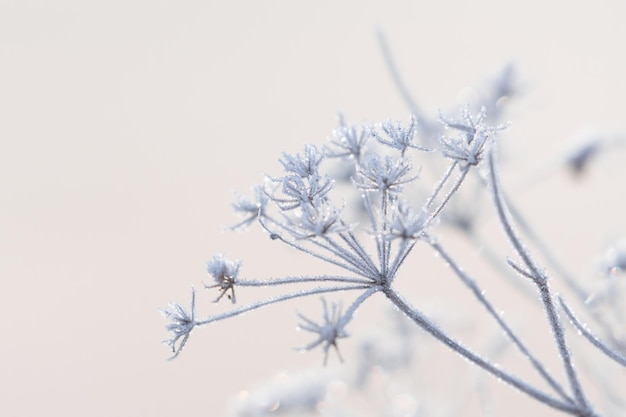 Photo close-up of frozen plant