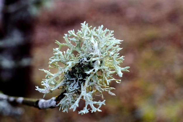 冷凍された植物のクローズアップ