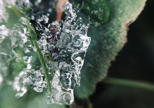 Photo close-up of frozen plant