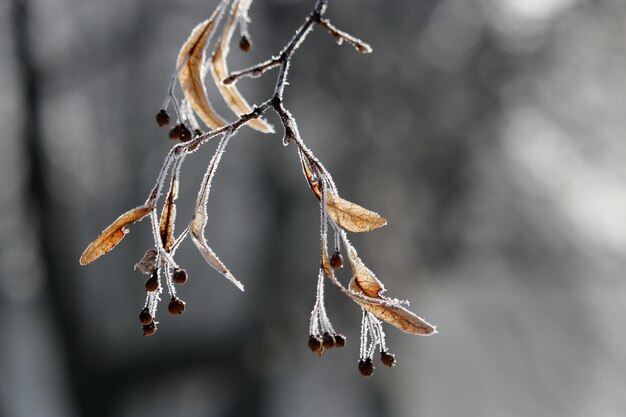 Photo close-up of frozen plant