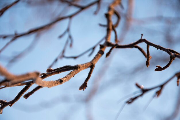 Photo close-up of frozen plant