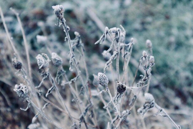 Close-up of frozen plant