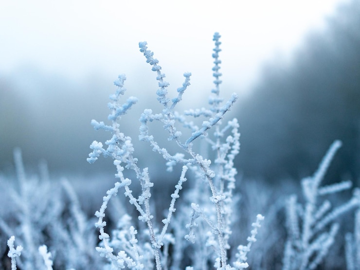 Photo close-up of frozen plant