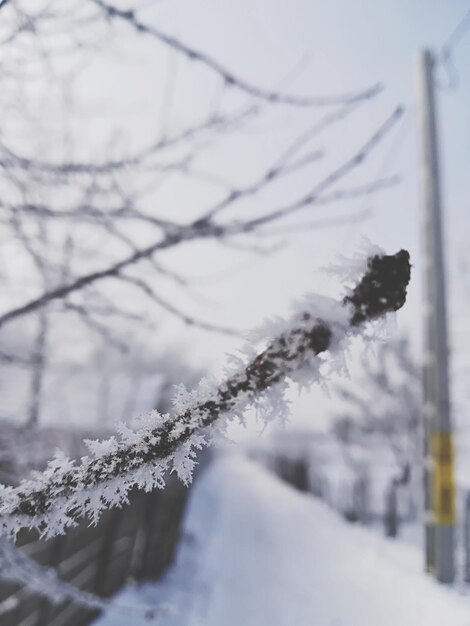 Photo close-up of frozen plant