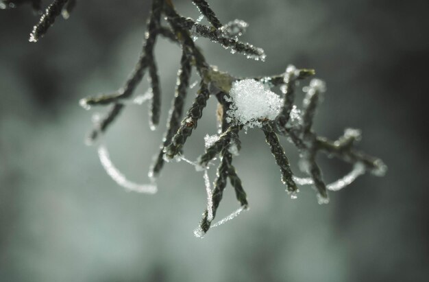 Close-up of frozen plant