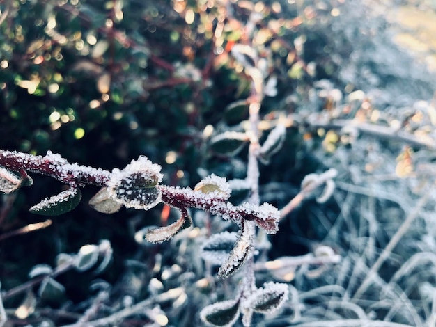 Photo close-up of frozen plant