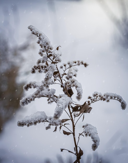 Close-up of frozen plant